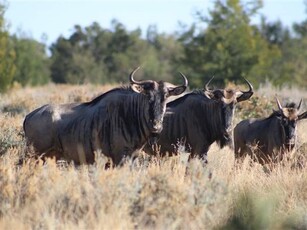 978 ha Farm in Groot Marico