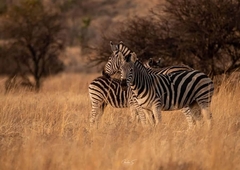 2679 m² Land available in Lekwena Wildlife Estate