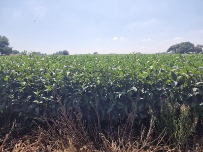 Farm For Sale In Droogefontein, Delmas