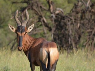 2272 m² Land available in Lekwena Wildlife Estate