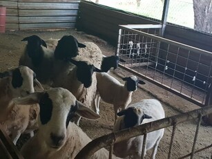 Farm in Broederstroom