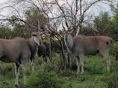 Farm For Sale in Dinokeng Game Reserve