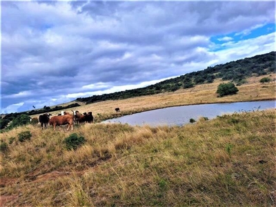 Farm For Sale In Kwelera, East London