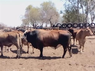 1 020 ha Farm in Lichtenburg