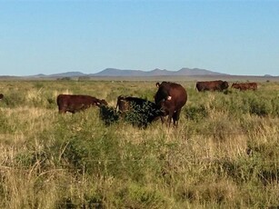 1 513 ha Farm in Britstown