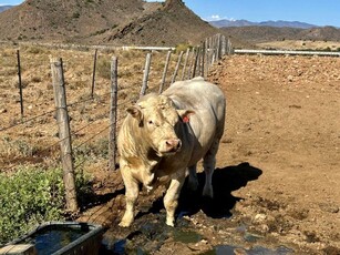 5 Bedroom farmhouse in Ladismith Rural For Sale