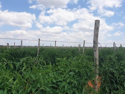 Farm For Sale In Dendron, Limpopo