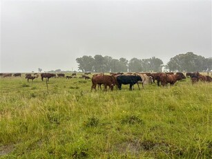 525 ha Farm in Lichtenburg