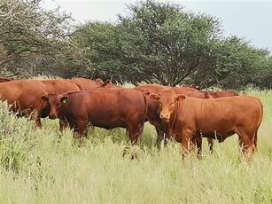 970.8 ha Farm in Douglas