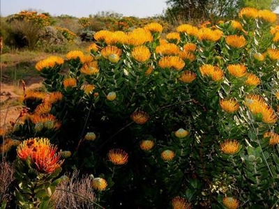 Stilbaai Western Cape N/A