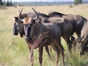 978 ha Farm in Groot Marico