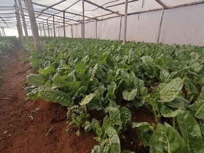 Farm For Sale In Eloff Ah, Delmas
