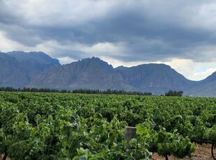 Wine grape farm for sale in Paarl