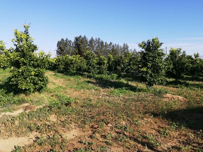Farm For Sale in SUNLAND