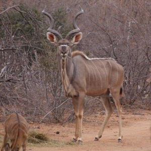 Lephalale Limpopo N/A