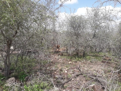 1,600m² Vacant Land For Sale in Marloth Park