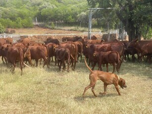 3 Bedroom farmhouse in Rustenburg Rural For Sale