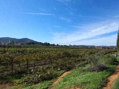 Farm For Sale In Bonnievale, Western Cape