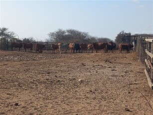 1 850.5 ha Farm in Kuilsriver