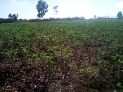 RAW OPEN LAND FOR CROP FARMING